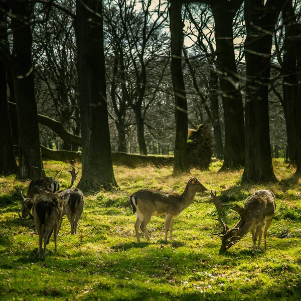 Herten roaming vrij in de natuur park — Stockfoto
