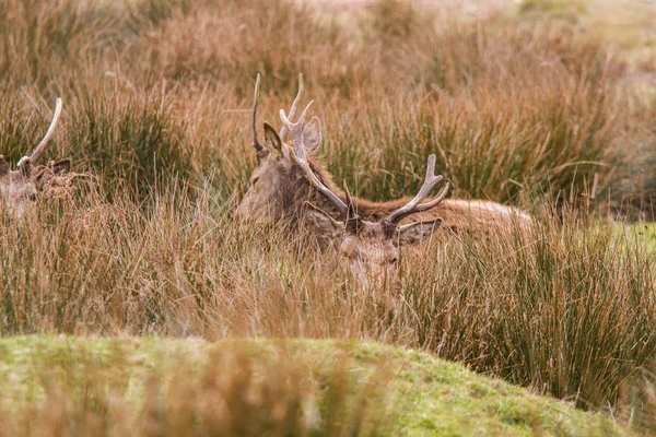 Cerfs errant gratuitement dans le parc extérieur — Photo