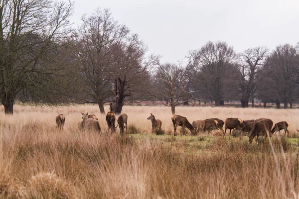 Herten roaming vrij in de natuur park — Stockfoto