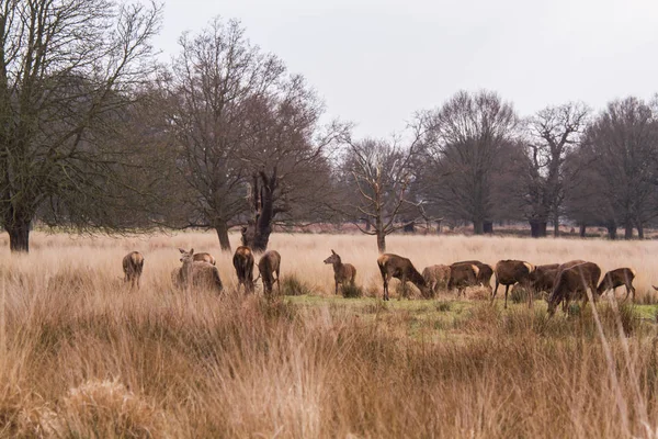 Deers roaming free in the outdoors park — Stock Photo, Image