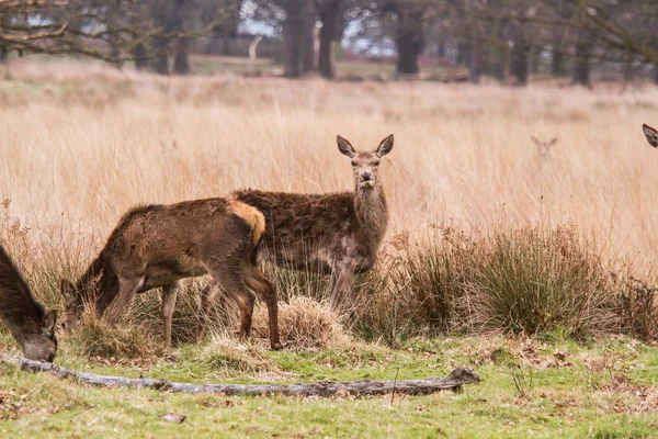 Deers roaming free in the outdoors park — Stock Photo, Image