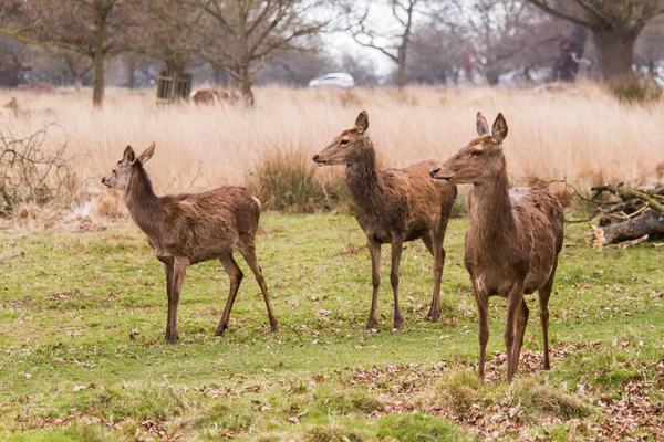 Deers roaming free in the outdoors park — Stock Photo, Image