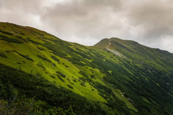 트리 선 위에 아름 다운 산 풍경 — 스톡 사진