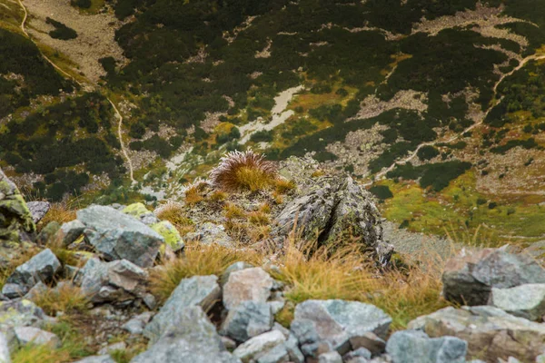 ツリーの行の上の美しい山の風景 — ストック写真