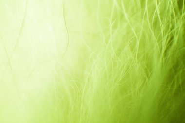 Soyut makro kürk yeşil tonlarında. Alan, sanatsal renkler, dekoratif bir görünüm sığ derinliği.