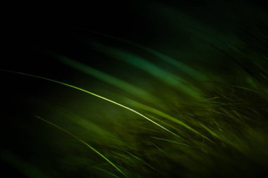 Soyut makro kürk yeşil tonlarında. Alan, sanatsal renkler, dekoratif bir görünüm sığ derinliği.