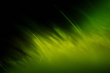 Soyut makro kürk yeşil tonlarında. Alan, sanatsal renkler, dekoratif bir görünüm sığ derinliği.