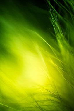 Soyut makro kürk yeşil tonlarında. Alan, sanatsal renkler, dekoratif bir görünüm sığ derinliği.