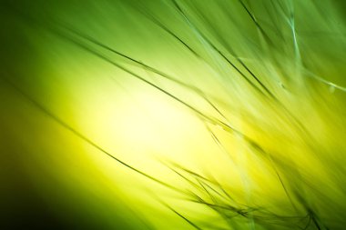 Soyut makro kürk yeşil tonlarında. Alan, sanatsal renkler, dekoratif bir görünüm sığ derinliği.