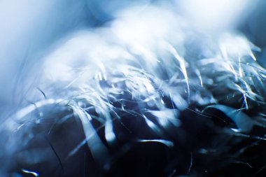 Soyut, renkli makro bir keçi kürk. Alan, sanatsal renkler, dekoratif bir görünüm sığ derinliği.