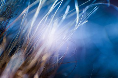 Soyut makro mavi tonlarda kürk. Alan, sanatsal renkler, dekoratif bir görünüm sığ derinliği.