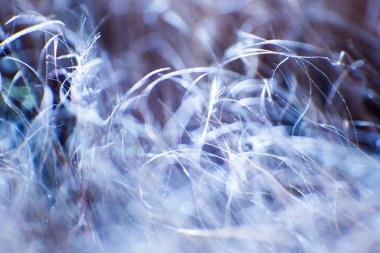 Soyut makro mavi tonlarda kürk. Alan, sanatsal renkler, dekoratif bir görünüm sığ derinliği.
