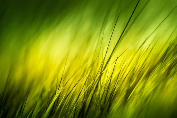 Macro abstrato de pele em tons verdes. Profundidade rasa de campo, cores artísticas, olhar decorativo . — Fotografia de Stock