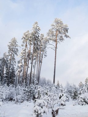 Kuzey Avrupa'nın güzel kış manzarası