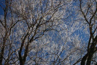 Kuzey Avrupa'nın güzel kış manzarası