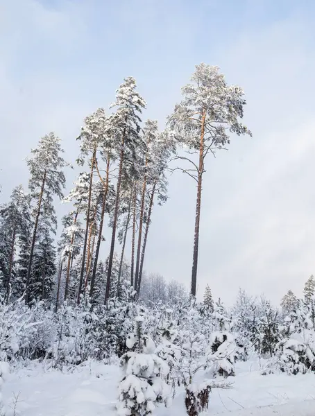 Kuzey Avrupa'nın güzel kış manzarası