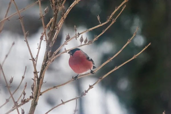 Um bullfinch macho alimentando-se de sementes no mato no dia de inverno — Fotografia de Stock