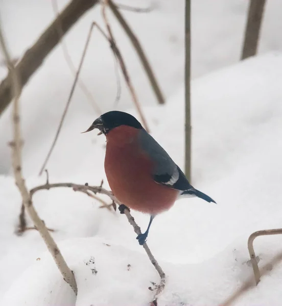 A male bullfinch feeding on seeds in the bush on winters day — Stock Photo, Image