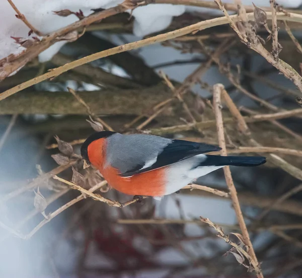 A male bullfinch feeding on seeds in the bush on winters day — Stock Photo, Image