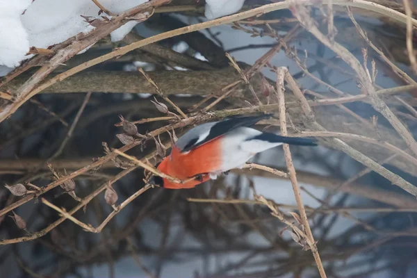 A male bullfinch feeding on seeds in the bush on winters day — Stock Photo, Image