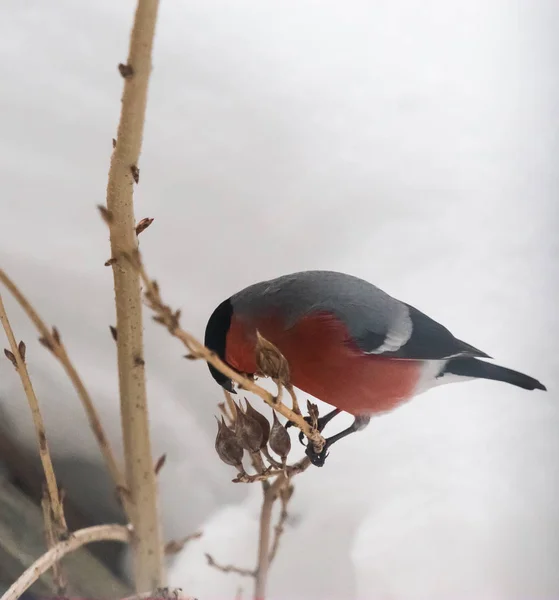 Mužské Hýl živí semen v buši na den zimy — Stock fotografie