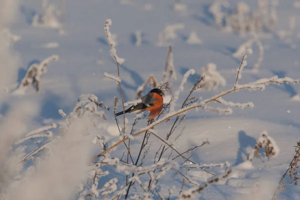 A male bullfinch feeding on seeds in the bush on winters day — Stock Photo, Image