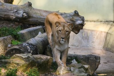 Aslanlar hayvanat bahçesinde güneşlenme