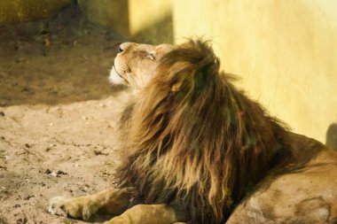 Aslanlar hayvanat bahçesinde güneşlenme