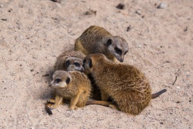 Keresindemirket aile Hayvanat Bahçesi