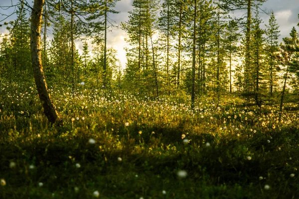 일몰에 cottongrass와 함께 아름 다운 늪지 풍경 — 스톡 사진