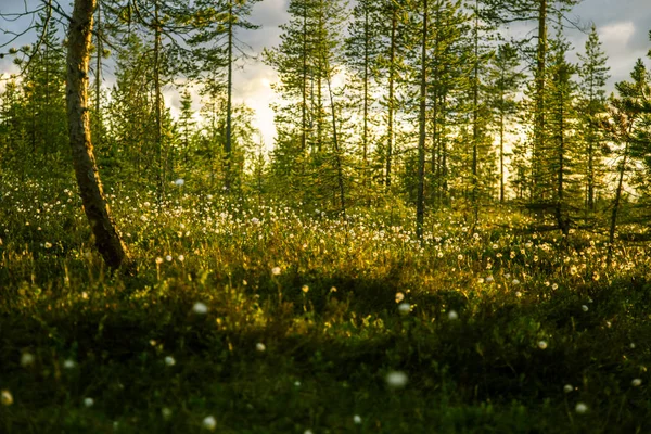 Un beau paysage de tourbière avec de l'herbe de coton au coucher du soleil — Photo