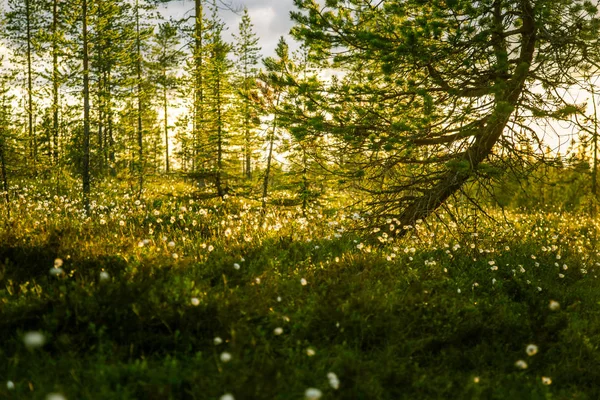 일몰에 cottongrass와 함께 아름 다운 늪지 풍경 — 스톡 사진