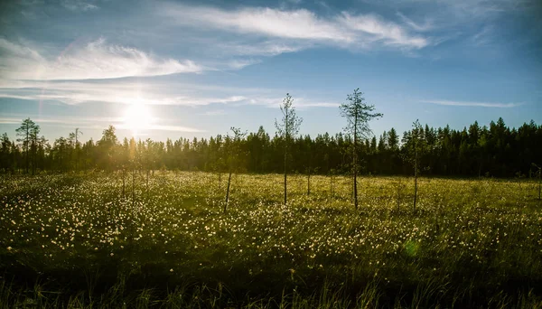 Un beau paysage de tourbière avec de l'herbe de coton au coucher du soleil — Photo