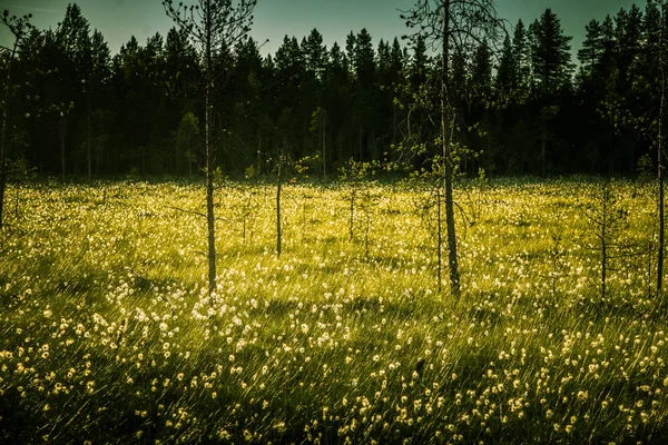 Un beau paysage de tourbière avec de l'herbe de coton au coucher du soleil — Photo
