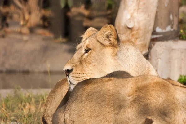 Leeuwen zonnebaden in de dierentuin — Stockfoto