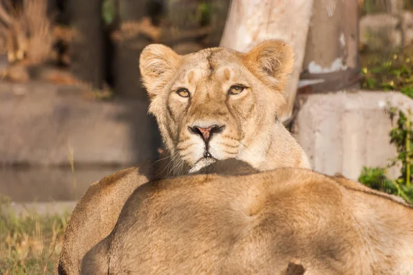 Leeuwen zonnebaden in de dierentuin — Stockfoto