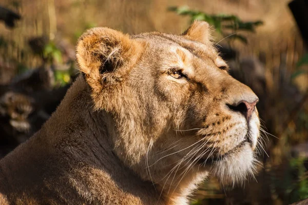 Leones tomando el sol en el zoológico — Foto de Stock