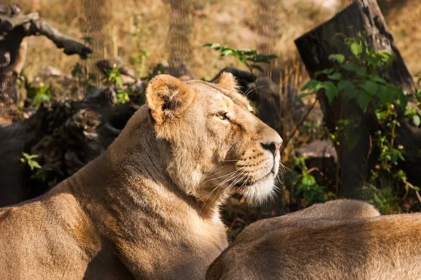 Leones tomando el sol en el zoológico — Foto de Stock