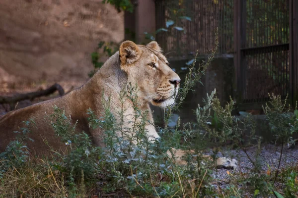 Lvi, opalování v zoo — Stock fotografie