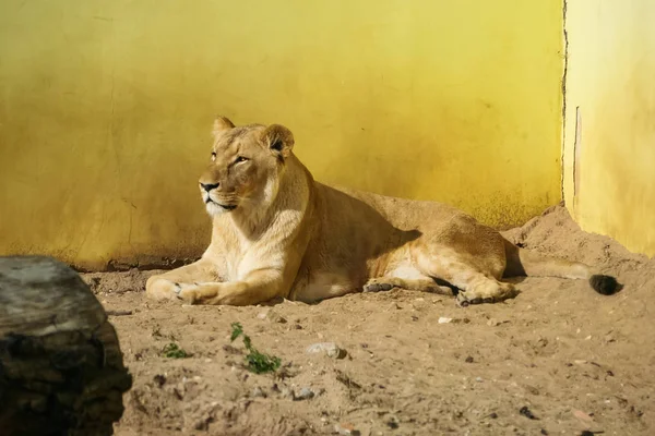 Leones tomando el sol en el zoológico — Foto de Stock