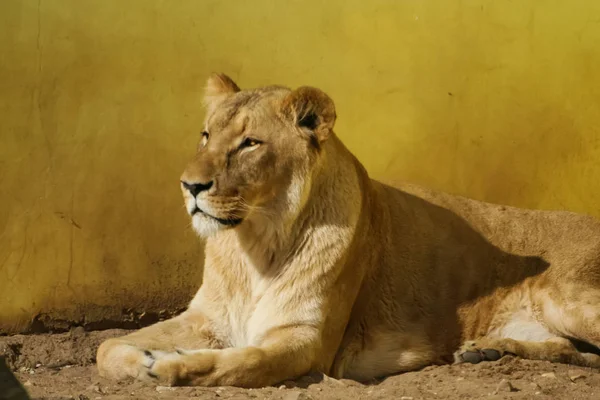 Lions sunbathing in the zoo — Stock Photo, Image