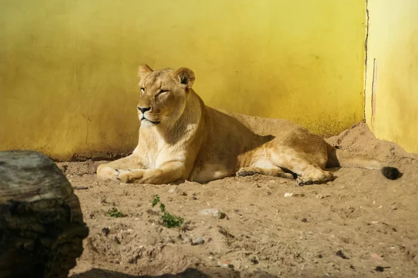 Leones tomando el sol en el zoológico — Foto de Stock