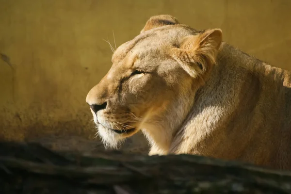 Lvi, opalování v zoo — Stock fotografie