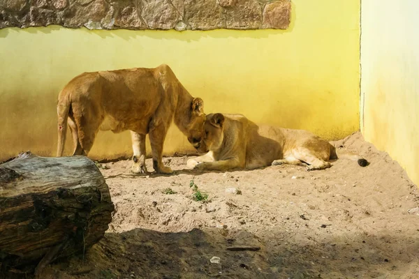 Leones tomando el sol en el zoológico — Foto de Stock