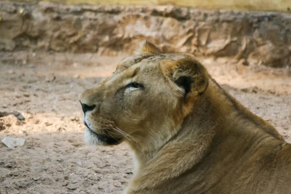 Леви, сонячні ванни у зоопарку — стокове фото