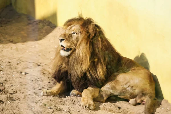 Lvi, opalování v zoo — Stock fotografie