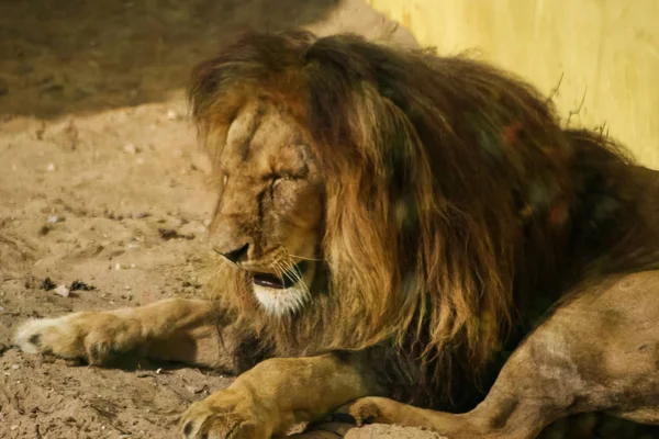 Львы загорают в зоопарке — стоковое фото