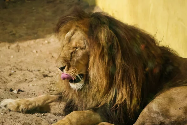 Leeuwen zonnebaden in de dierentuin — Stockfoto