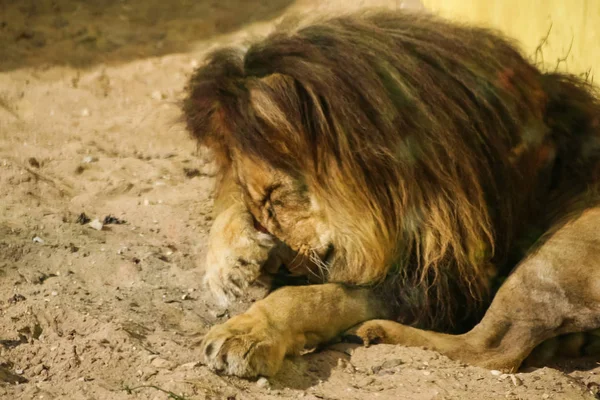 Leones tomando el sol en el zoológico — Foto de Stock