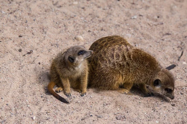 Meercat familie in de dierentuin — Stockfoto